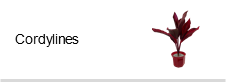 Cordylines