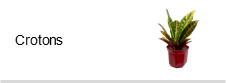 Crotons