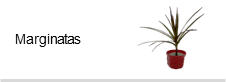 Marginatas
