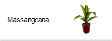 Massangeana