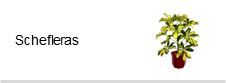 Schefleras